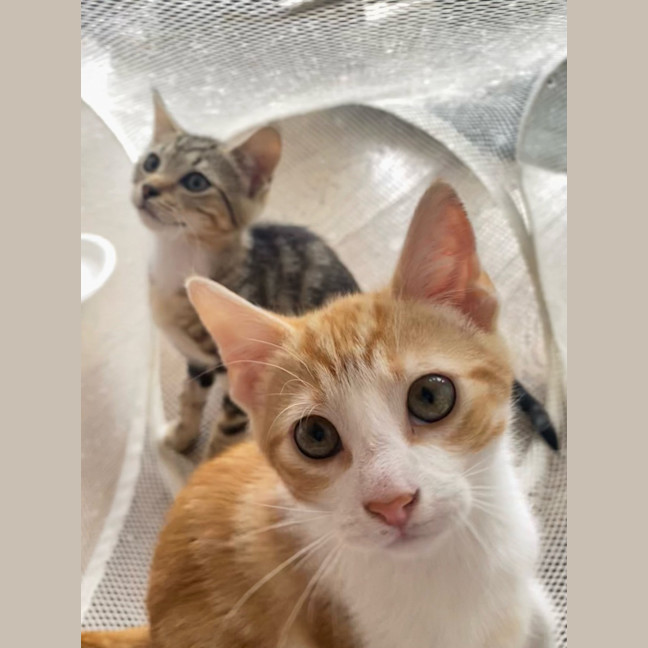 Photo of Maddox & Maverick