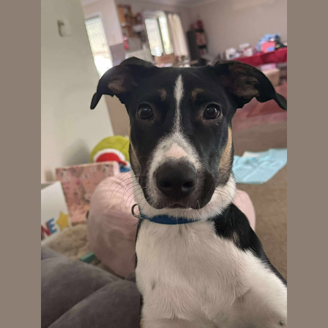 Photo of Apollo