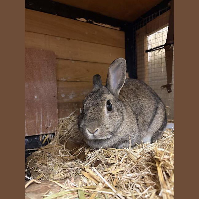 Photo of Mopsy