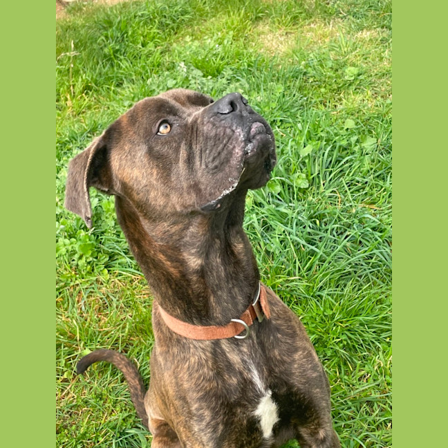 Photo of Bruno