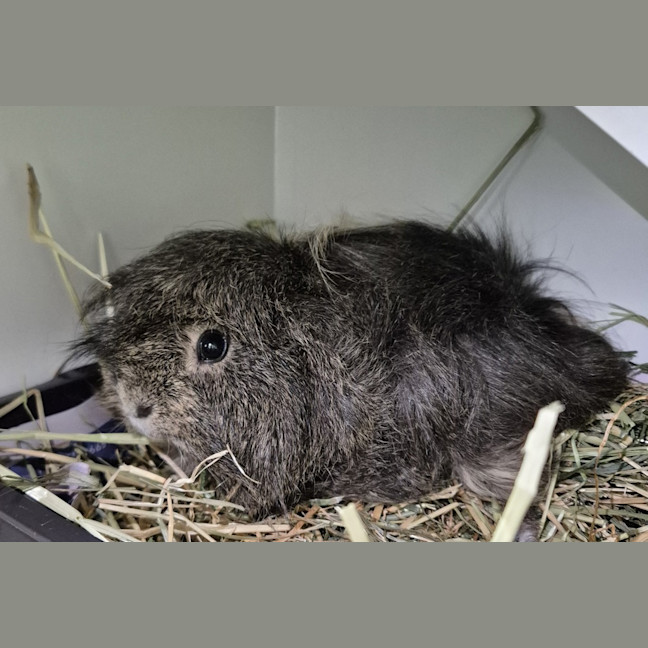 Photo of Patch (Bonded To Coco)