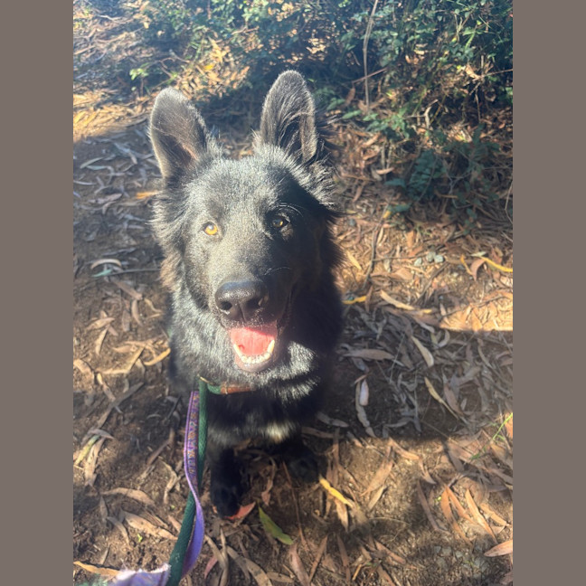 Photo of Bear