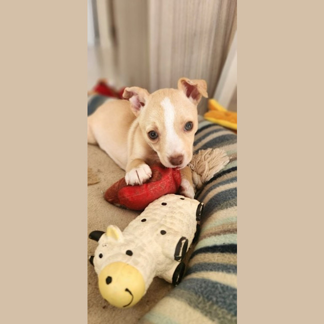 Photo of Matisse   8 Week Old Maltese X