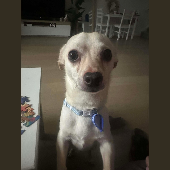 Photo of Huey   2 Year Old Chihuahua