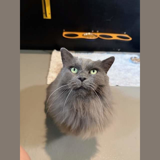 Photo of Miss Puss