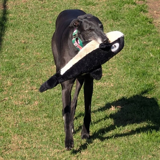 Photo of Eowyn The Greyhound