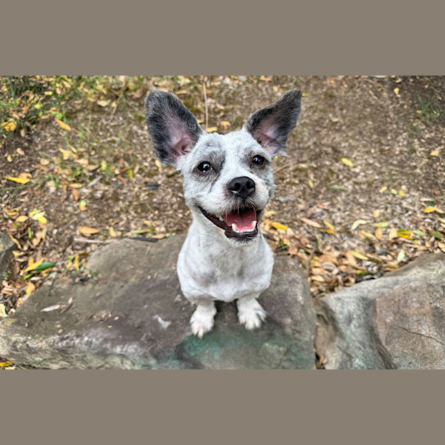 Photo of Moppy