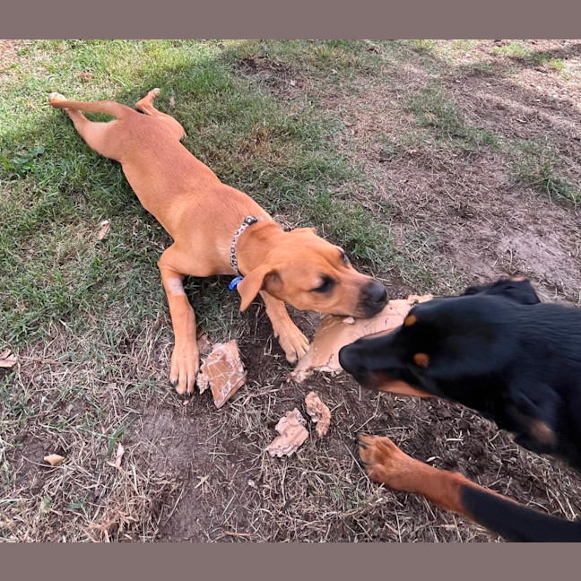 Photo of Josie   4 Month Old Mixed Breed