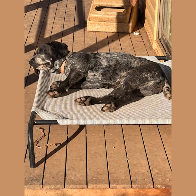 Photo of Koda