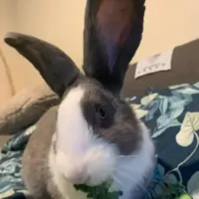 Photo of Clover & Connie