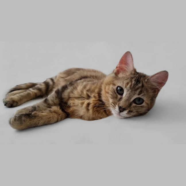 Photo of Skittles 