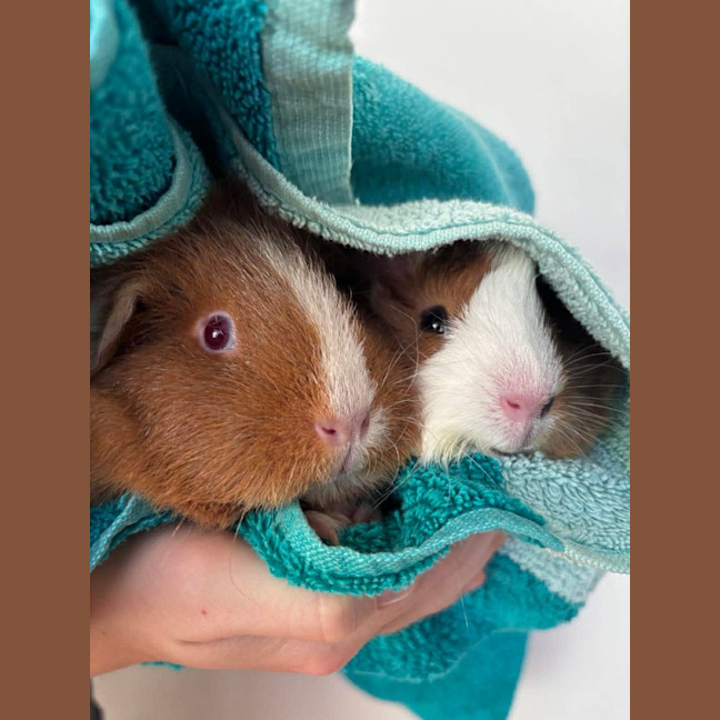 Photo of Colette / Belle