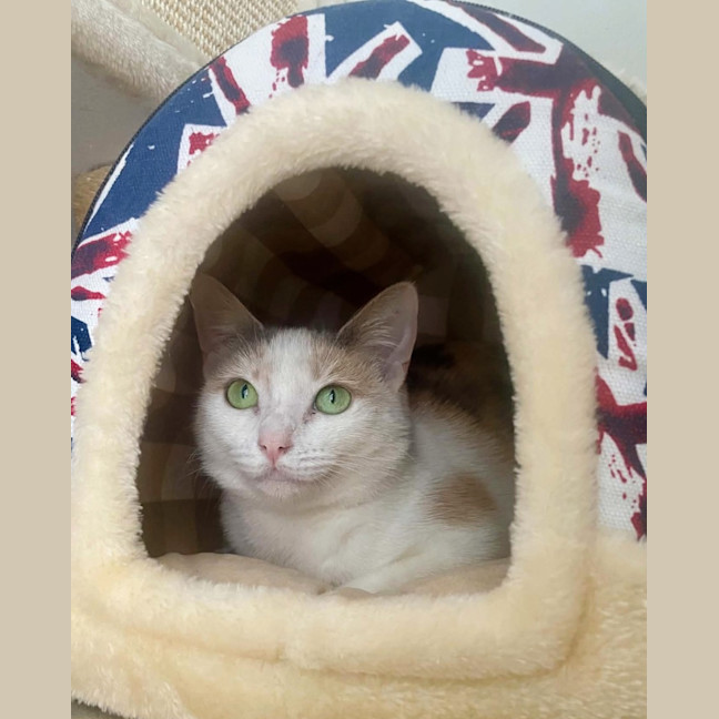 Photo of Tilly