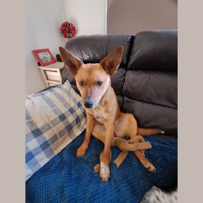 Photo of Pep (Aka) Pepper