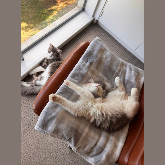 Photo of Mochi & Duman