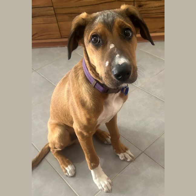 Photo of Barley