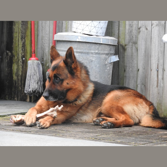 Photo of Max   4 Year Old