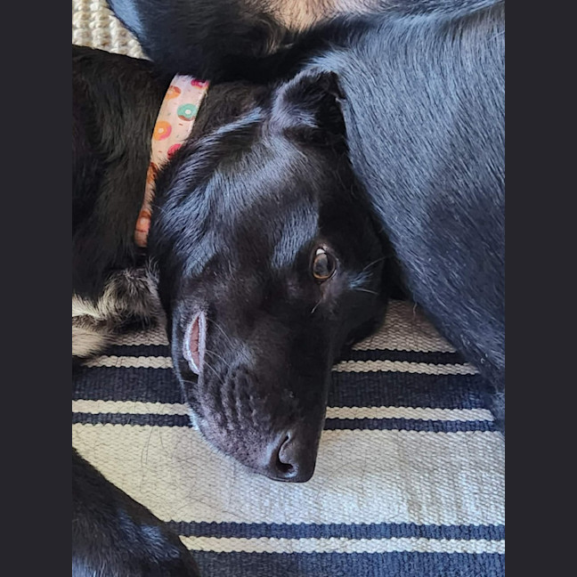 Photo of Coco