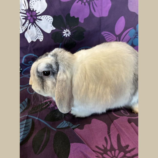 Photo of Happy (Bonded To Tiantian)