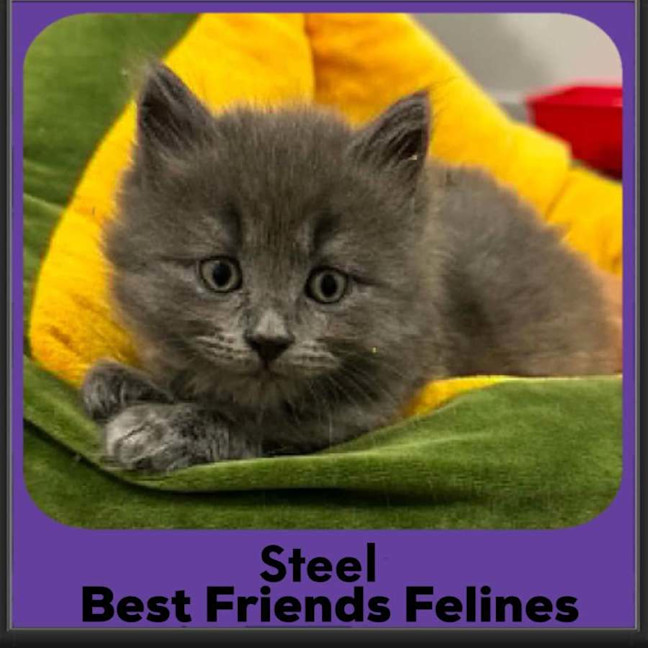 Photo of Steel