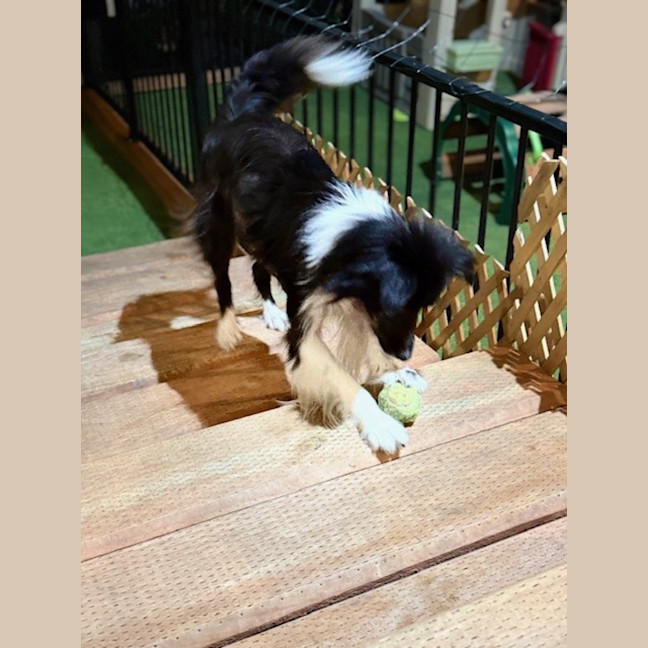 Photo of Harvey   7 Year Old Border Collie X Sheltie