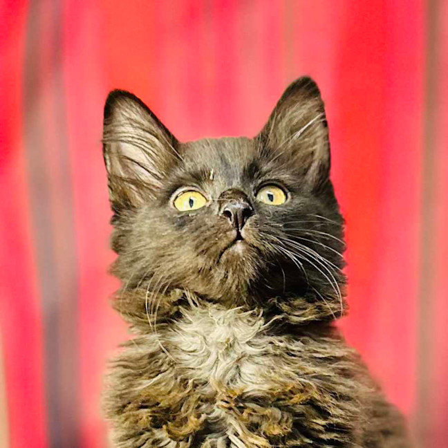 Photo of Sabrina (Located In Preston) 