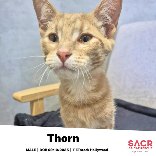 Photo of Thorn