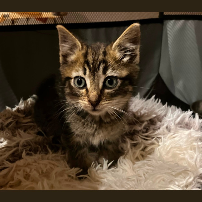 Photo of Lynx 