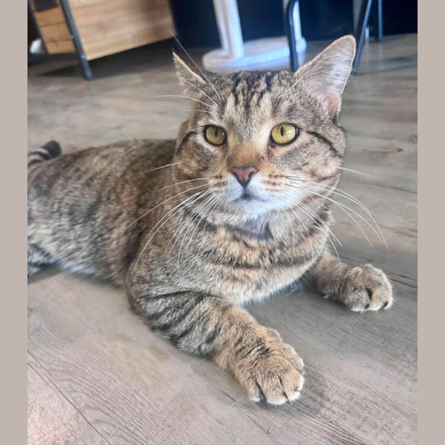 Photo of Loki