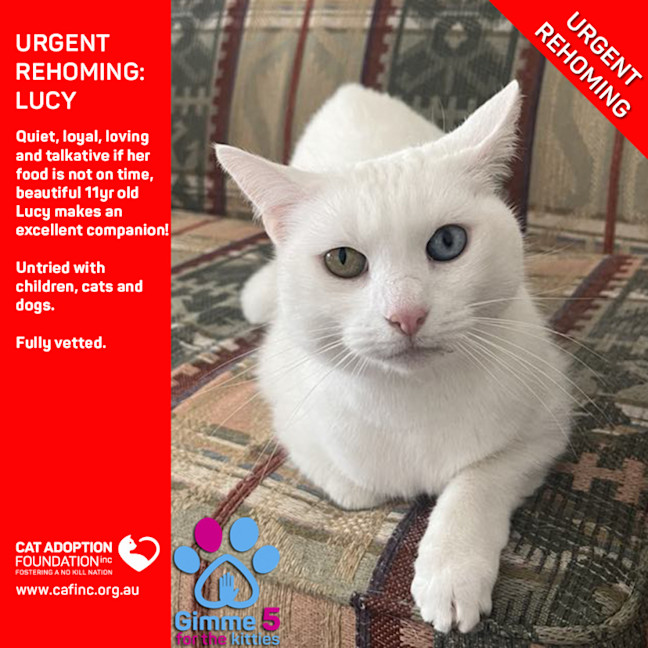 Photo of Lucy Private Rehoming No Charge!