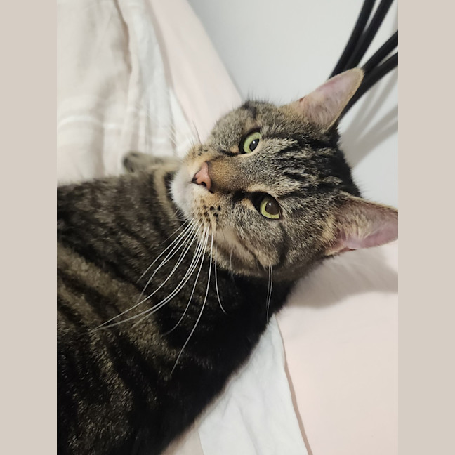 Photo of Dusty