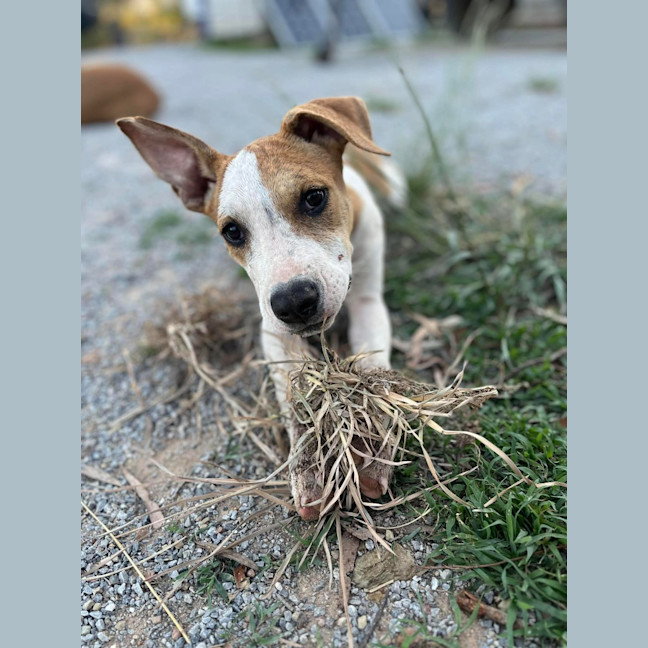 Photo of Honey (P13)