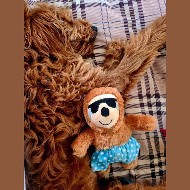 Photo of Murphy  Groodle