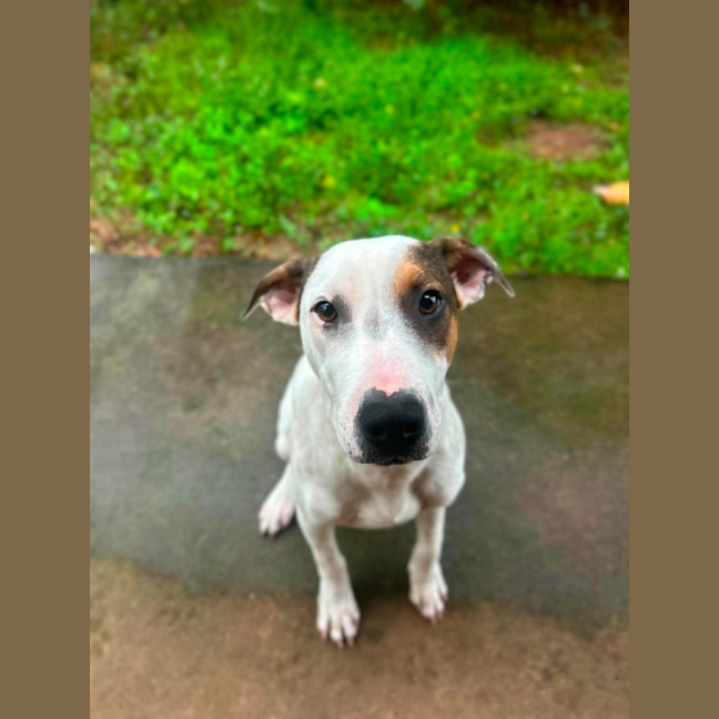 Photo of Harley