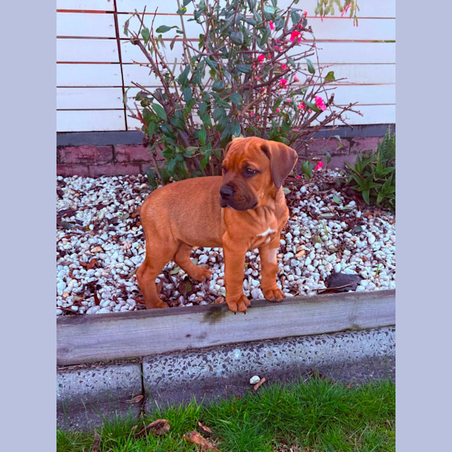Photo of Muffin