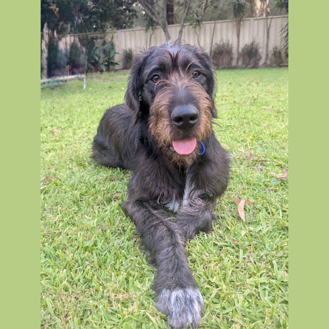 Photo of Stephen   9 Month Old Mixed Breed