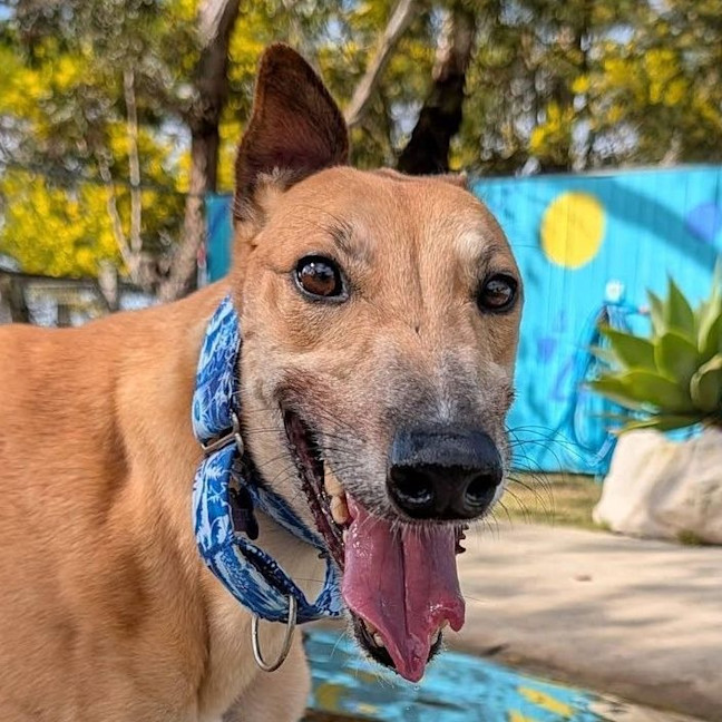 Photo of Baguette The Greyhound