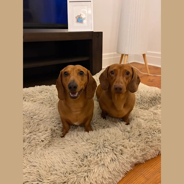 Photo of Duke And Mack