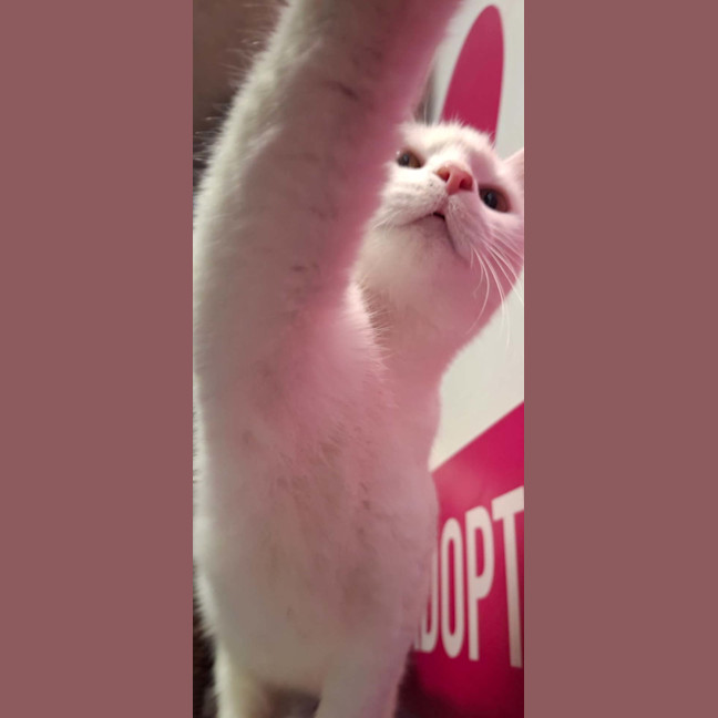 Photo of Remy