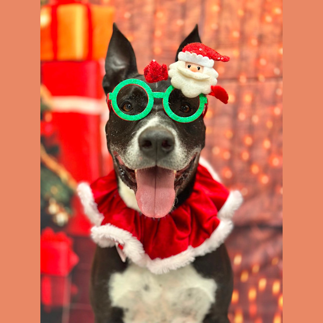 Photo of Winston