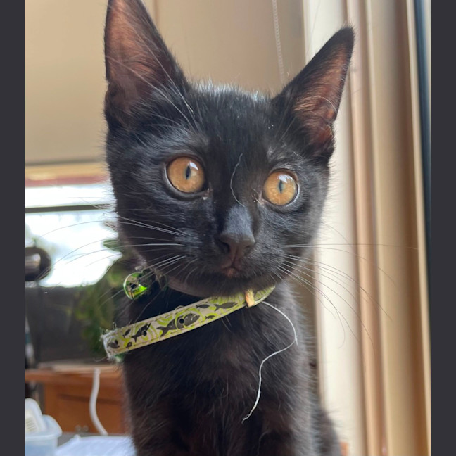 Photo of Tar