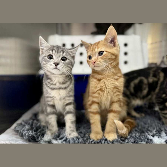 Photo of Charlie   Located In Preston