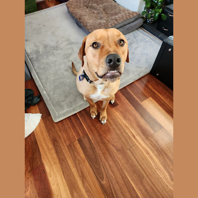 Photo of Boof   1 Year Old Mastiff X Labrador