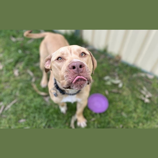 Photo of Tyson