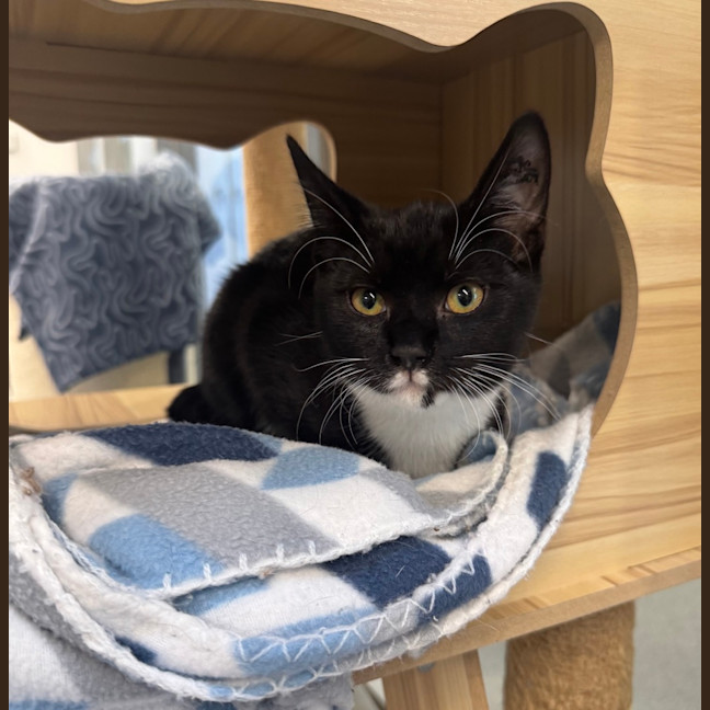 Photo of Owlette