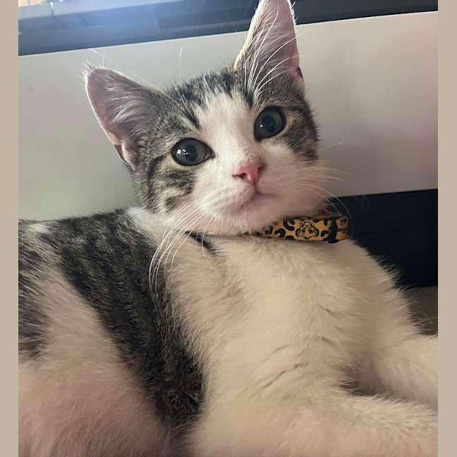 Photo of Spyro