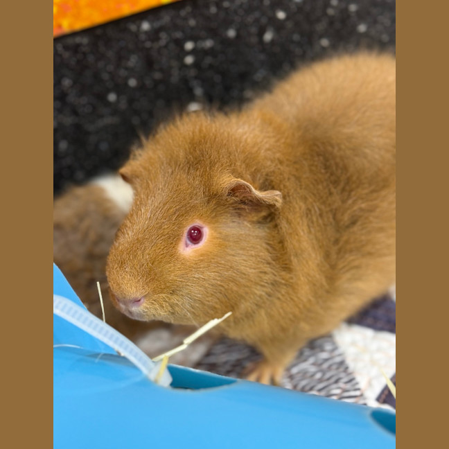 Photo of Fudge