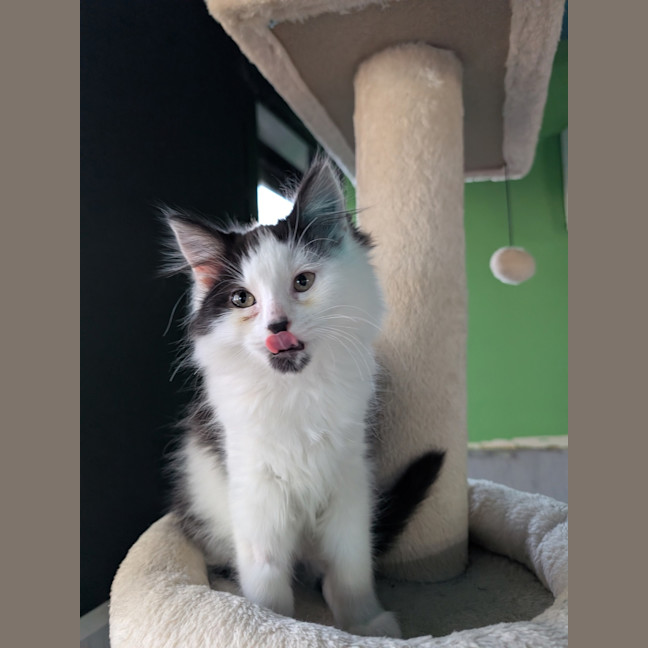 Photo of Phoenix