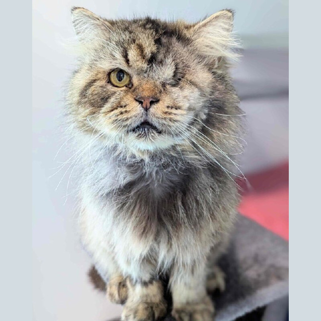 Photo of Simba