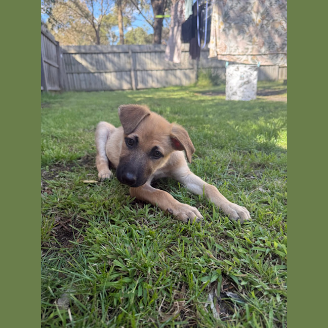 Photo of Sunny (Was Cookie)